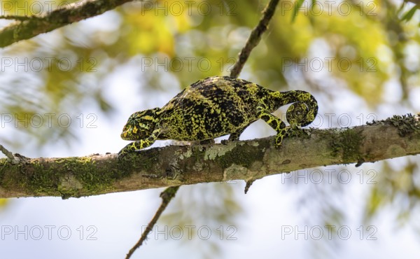 Three-horned chameleon (Trioceros jacksonii), female, between leaves on a branch, Bwindi Impenetrable Forest National Park, Uganda