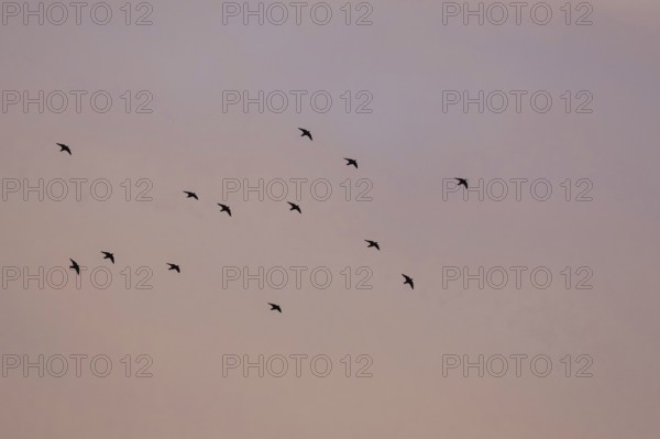 Flock of Starlings in flight at sunset over marshes, Common starling, Sturnus vulgaris