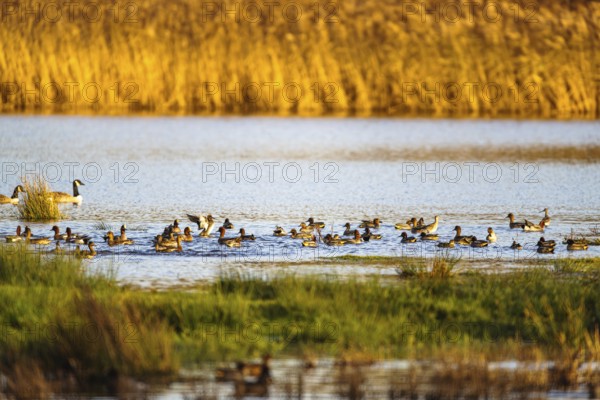 Eurasian Teal, Anas crecca, birds on marshes