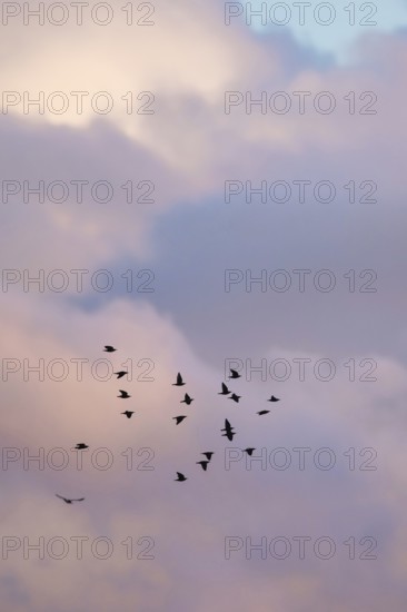Flock of Starlings in flight at sunset over marshes, Common starling, Sturnus vulgaris