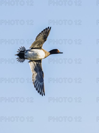 Eurasian Wigeon, Mareca penelope, male in flight over marshes in Devon, England, United Kingdom
