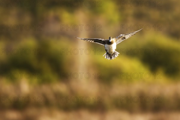 Eurasian Wigeon, Mareca penelope, female in flight over marshes in Devon, England, United Kingdom