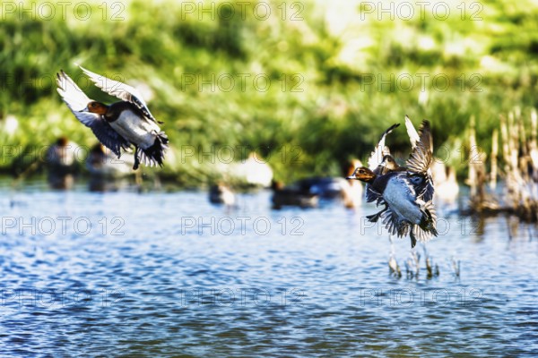 Eurasian Wigeon, Mareca penelope, birds in flight over marshes in Devon, England, United Kingdom