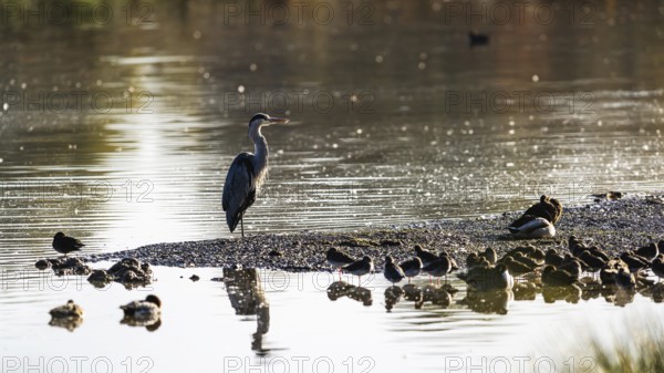 Grey Heron, Ardea cinerea, bird in winter on marshes in winter soft morning light