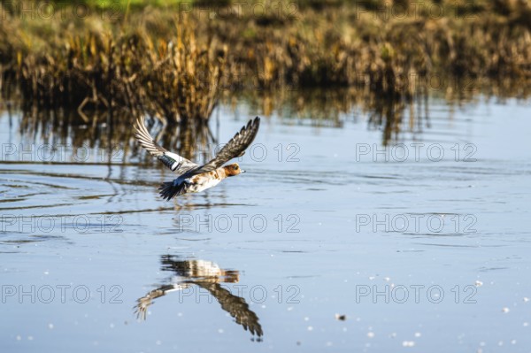 Eurasian Wigeon, Mareca penelope, male in flight over marshes in Devon, England, United Kingdom