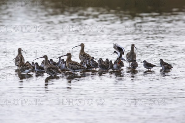 Eurasian Curlew, Numenius arquata, birds on marshes