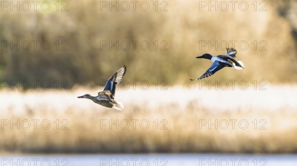 Northern Shoveler, Spatula clypeata, birds in flight over marshes