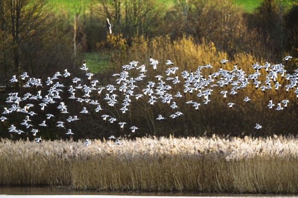 Pied Avocet, Recurvirostra avosetta, birds in flight over marshes