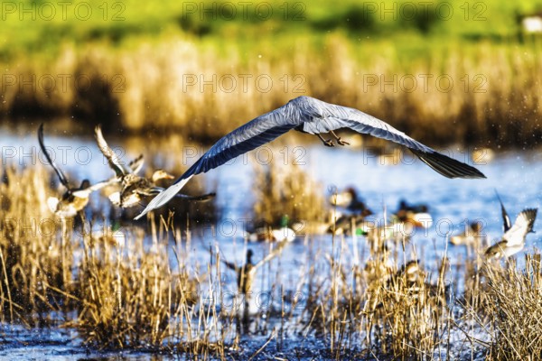 Grey Heron, Ardea cinerea, bird in winter on marshes in winter