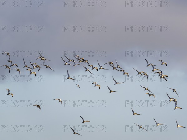 Pied Avocet, Recurvirostra avosetta, birds in flight over winter marshes