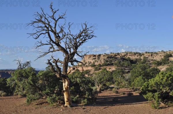 Barren landscape with dead tree against blue sky and bushes, Canyonlands National Park, Island in the Sky, Utah, USA