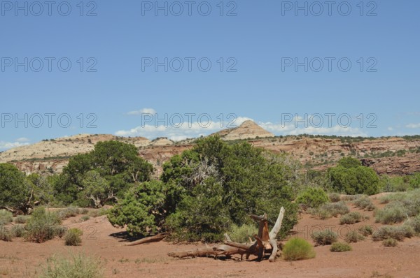 Desert landscape with sparse vegetation and red sand under blue sky, Canyonlands National Park, Island in the Sky, Utah, USA