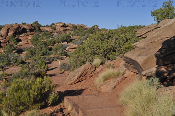 Rocky hiking trail through dry landscape with rocks and shrubs, Canyonlands National Park, Island in the Sky, Utah, USA