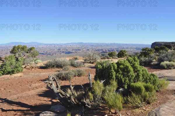 Arid desert landscape with shrubs and blue sky far away, Canyonlands National Park, Island in the Sky, Utah, USA