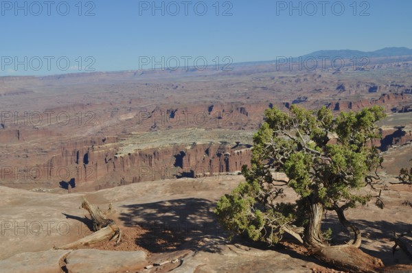 Lonely tree on the edge of a wide canyon, red rock formations in clear skies, Canyonlands National Park, Island in the Sky, Utah, USA