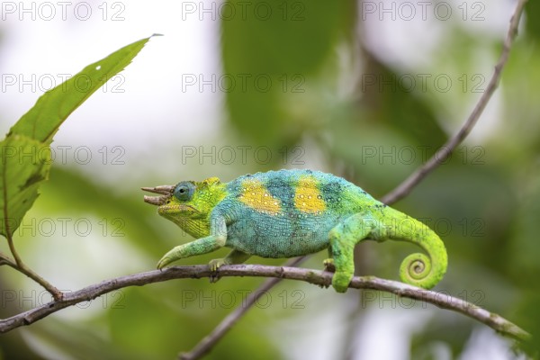 Three-horned chameleon (Trioceros jacksonii), male, between leaves on a branch, Bwindi Impenetrable Forest National Park, Uganda