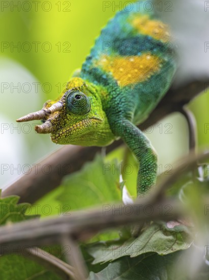 Three-horned chameleon (Trioceros jacksonii), male, between leaves on a branch, Bwindi Impenetrable Forest National Park, Uganda