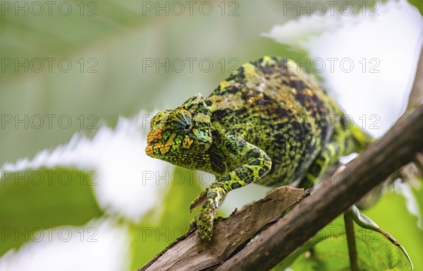 Three-horned chameleon (Trioceros jacksonii), female, on a branch, Bwindi Impenetrable Forest National Park, Uganda