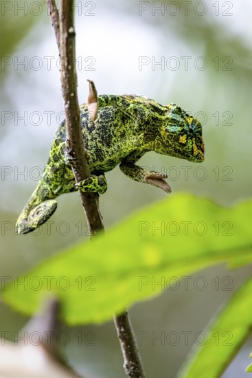 Three-horned chameleon (Trioceros jacksonii), female, on a branch, Bwindi Impenetrable Forest National Park, Uganda