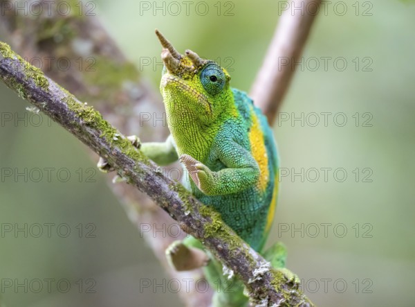 Three-horned chameleon (Trioceros jacksonii), male, sitting on a branch, Bwindi Impenetrable Forest National Park, Uganda