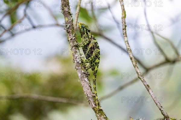 Three-horned chameleon (Trioceros jacksonii), female, sitting on a branch, Bwindi Impenetrable Forest National Park, Uganda