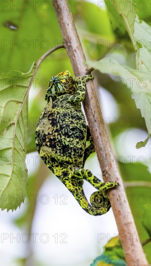 Three-horned chameleon (Trioceros jacksonii), female, sitting on a branch, Bwindi Impenetrable Forest National Park, Uganda