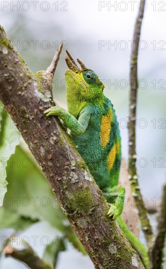 Three-horned chameleon (Trioceros jacksonii), male, on a branch, Bwindi Impenetrable Forest National Park, Uganda
