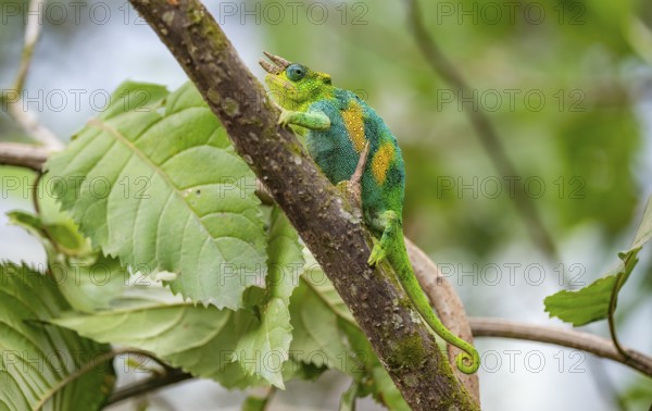 Three-horned chameleon (Trioceros jacksonii), male, on a branch, Bwindi Impenetrable Forest National Park, Uganda