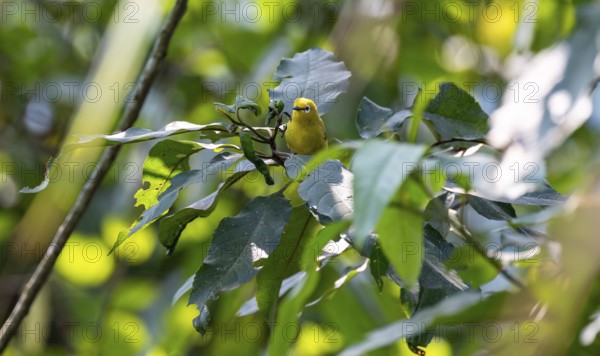 Green spectacled bird or Stuhlmann's spectacled bird (Zosterops stuhlmanni), bird sitting on a branch, Bwindi Impenetrable Forest National Park, Uganda