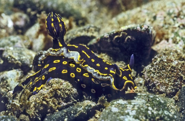 Magnificent star snail (Felimare picta) (formerly genus Hypselodoris) Nudibranch Aftergill crawls over reef of cooled lava, East Atlantic, Madeira, Portugal