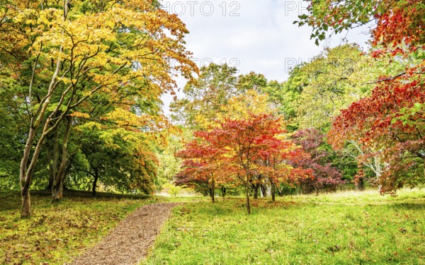 The color of autumn trees and leaves, Bodnant Garden, Conwy River, Colwyn Bay, Conwy, Wales, United Kingdom