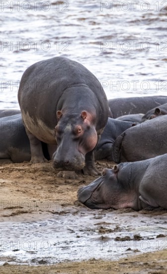 Hippopotamuses (Hippopotamus amphibius), hippos at the Mara River, Serengeti National Park, Tanzania