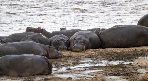 Hippopotamus (Hippopotamus amphibius), hippos lying on the banks of the Mara River, Serengeti National Park, Tanzania