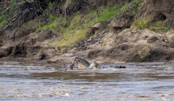 Nile crocodiles (Crocodylus niloticus) eating dead wildebeest, Mara River, Serengeti National Park, Tanzania