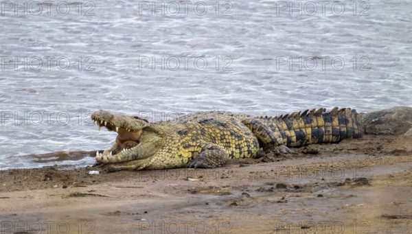 Nile crocodile (Crocodylus niloticus) on the banks of the Mara River, with open mouth, Serengeti National Park, Tanzania