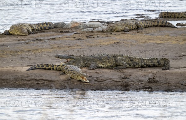 Nile crocodiles (Crocodylus niloticus) on the banks of the Mara River, with open mouth, Serengeti National Park, Tanzania