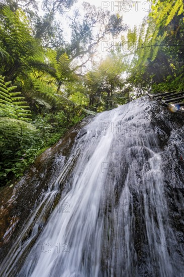 Waterfall in rainforest with tree ferns, Rushaga, Bwindi Impenetrable Forest, Uganda