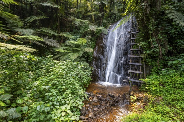 Waterfall in rainforest with tree ferns, Rushaga, Bwindi Impenetrable Forest, Uganda