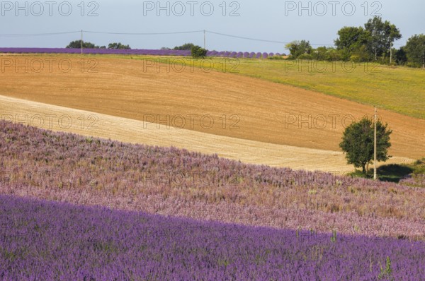 Fields on the Palteau de Valensole, Alpes-de-Haute-Provence, France