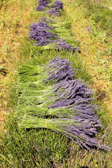 Pay de Sault, carved and curled lavender, Pay de Sault, Vaucluse, Provence, France