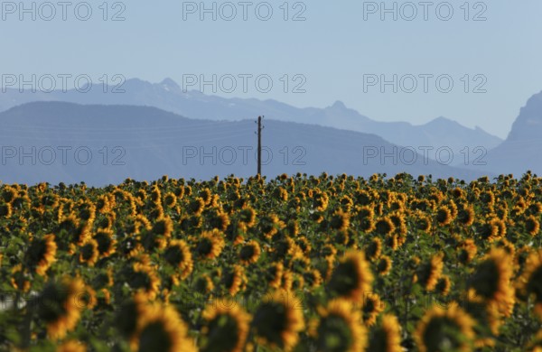 Sunflower field on the Palteau de Valensole, Alpes-de-Haute-Provence, Provence, France
