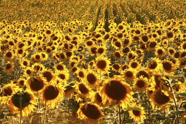 Sunflower field in the Luberon, Vaucluse, Provence-Alpes-Côte d'Azur, Provence, France