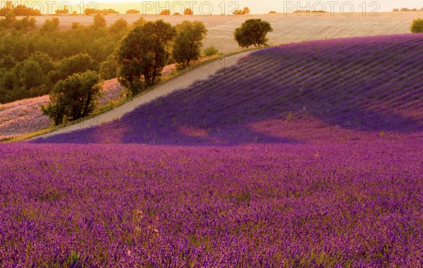 F/Provence/Alpes-de-Haute-Provence: Fields on the Palteau de Valensole at sunset