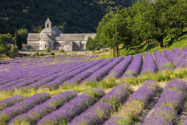 Cistercian monastery of Senanque next to a lavender field, Provence Alps Cote d'Azur, Haute Provence, Provence, France