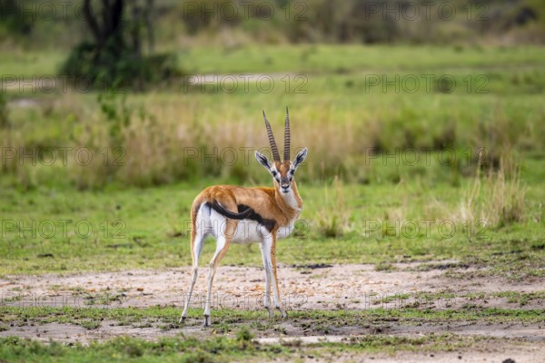 Serengeti Thomson's Gazelle (Eudorcas nasalis), Serengeti National Park, Tanzania