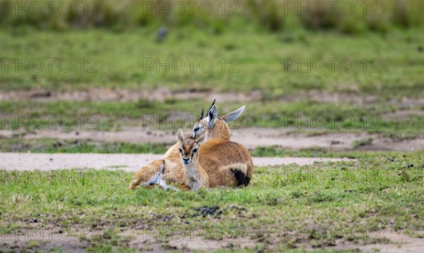 Serengeti Thomson's Gazelle (Eudorcas nasalis), mother and young, Serengeti National Park, Tanzania