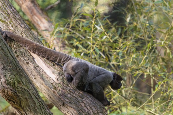 A brown woolly monkey (Lagothrix lagothricha) sits in a tree, secured by its prehensile tail that assists in climbing. Brazil, South America