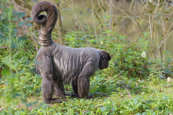 A brown woolly monkey (Lagothrix lagothricha) walks on the forest floor, collecting food. Brazil, South America