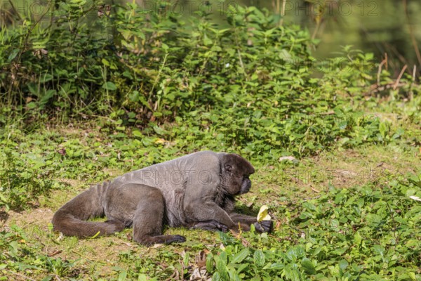 A brown woolly monkey (Lagothrix lagothricha) rests on the forest floor, eating. Brazil, South America
