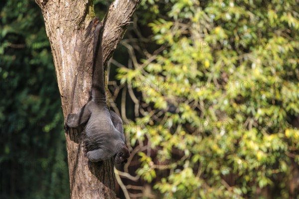 A brown woolly monkey (Lagothrix lagothricha) hangs in a tree, secured by its prehensile tail that assists in climbing. Brazil, South America